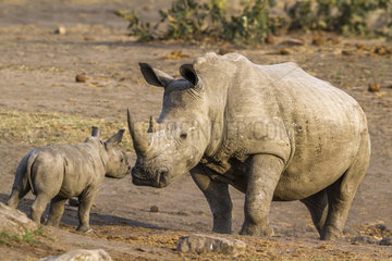 Southern white rhinoceros (Ceratotherium simum simum) Female and young  Kruger National Park  South Africa