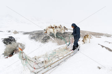 Dog sledge  Ilulissat  Disko bay  Greenland.