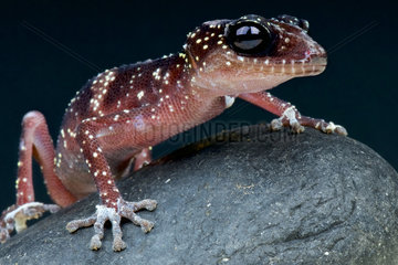 Masobe gecko (Paroedura masobe)  Madagascar