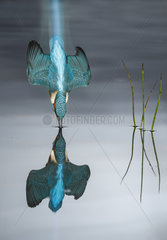 Common Kingfisher (Alcedo atthis) in dive flight and reflection  Salamanca  Castilla y León  Spain