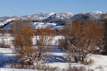 Winter landscape of Grand Teton NP - Wyoming USA