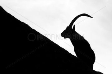 Iberian Ibex (Capra pyrenaica)  male silhouette  Guadarrama National Park  Spain
