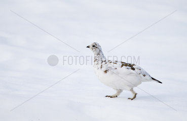Female Ptarmigan walking on the snow at spring - Scotland