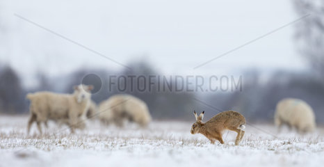 Brown Hare walking in a meadow covered by snow - GB