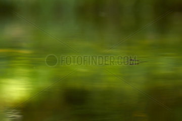 Common Pond Skater on the water surface - France