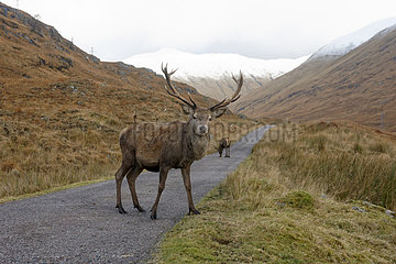 Male Red deer on road - Glen Garry Scotland