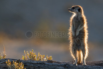 Sentinel Meerkat - Kalahari South Africa