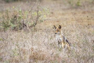 Black-backed jackal (Canis mesomelas) sitting  Kruger national park  South Africa