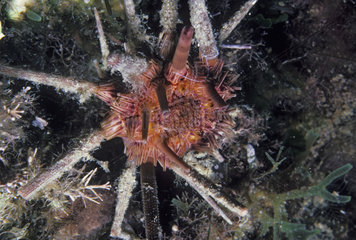 Red lance-urchin