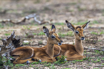 Young Common Impalas (Aepyceros melampus) at rest  Kruger National park  South Africa
