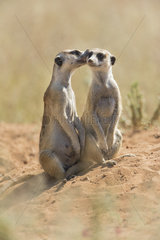 Suricate (Suricata suricatta) kissing a congener  Kgalagadi  South Africa