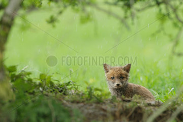 Red fox (Vulpes vulpes) young at the exit of the burrow in meadow under a hedge  Ardenne  Belgium