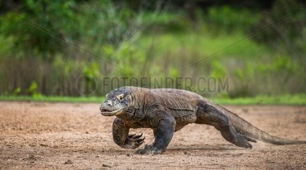 Komodo dragon runs along the ground. Very rare photo.