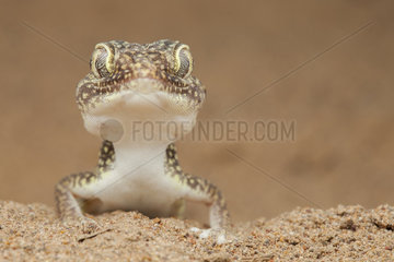 Portrait of Middle Eastern short-fingered gecko (Stenodactylus doriae)  Dezfoul  Iran