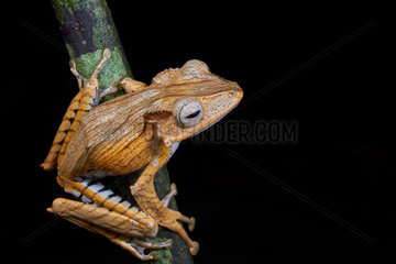 File-eared Tree Frog  Borneo eared frog or bony-headed flying frog (Polypedates otilophus)  Kubah national park  Sarawak  Malaysia