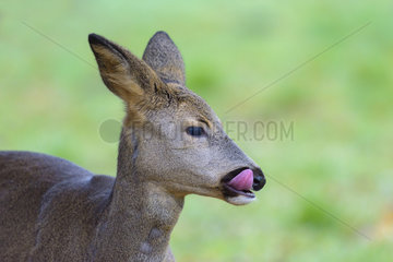 Portrait of Western Roe Deer  Capreolus capreolus  Female  Hesse  Germany  Europe