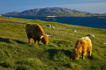 Highland cow and Greineam island - Lewis island Scotland