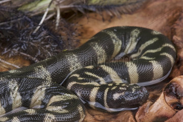 File snake (Acrochordus granulatus)  Papua New Guinea