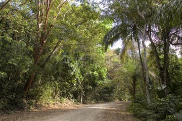 Forest road through Soberania National Park Panama