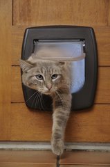 MÃ¤nnliche siamesische Katze in einem Catblap Frankreich