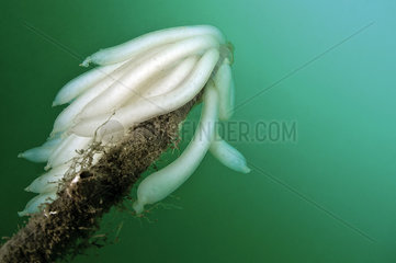 Squid laying on Spirograph worms  Artificial reef off Valras  Gulf of Lion  Mediterranean  France