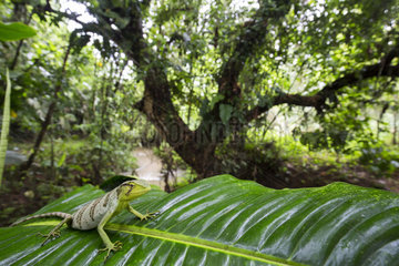 Berthold's Bush Anole Polychrus gutturosus) on a leaf  Chocó colombiano  Ecuador