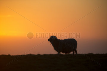 Sheep (Ovis aries) Sheep at sunset  Shetland  Spring