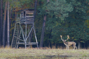 Fallow Deer (Cervus dama) in Front of Hunting Hide  Hesse  Germany  Europe