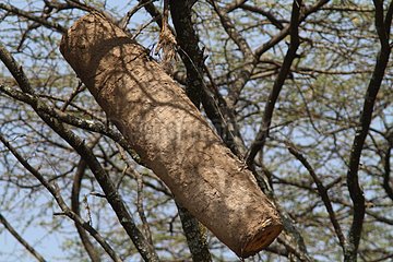 Hive hanging from a tree - Ethiopia