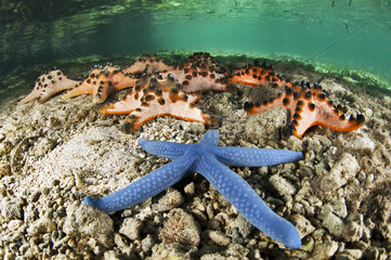 Blue linckia sea star (Linckia laevigata) et Chocolate Chip Sea Star (Protoreaster nodosus)  Siladen  north sulawesi  indonesia
