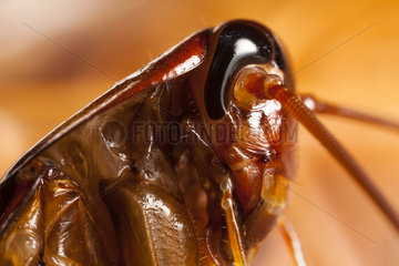 Portrait of Cockroach - Indonesia