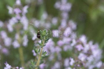 Longhorn Moth (Adela australis)  Ardeche  France