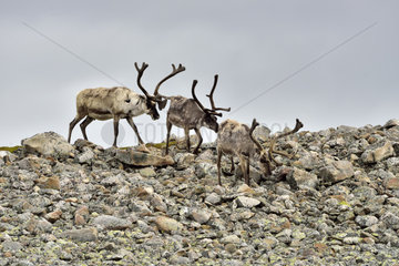Reindeers on a scree - Norway Varanger