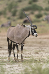Gemsbok (Oryx gazella) with a deformed horn  Kgalagadi  South Africa