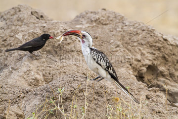 Red-billed Buffalo-Weaver and Red-billed Hornbill