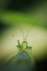 Great Green Bush Cricket larva on leaf - France