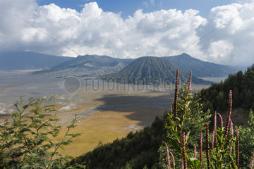 Indonesia  Java Island  East Java province  Bromo Tengger Semeru National Park  Mount Bromo (2329m)
