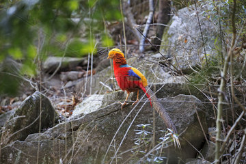 Golden pheasant or Chinese pheasant (Chrysolophus pictus)  Qinling Mountains  Shaanxi province  China