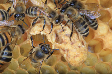 Honey bee (Apis mellifera) - Nurse and wax bees around a royal cell.