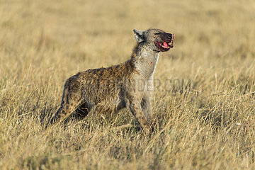 Spotted Hyena eating at den - Masai Mara Kenya