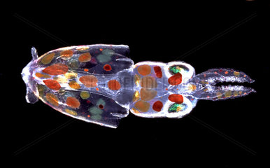 Common squid (Loligo vulgaris)  two-day-old planktonic larva with extensive chromatophores. Length 6 mm.