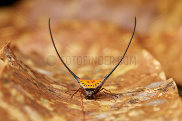 Long-horned Orb-weaver Spider (Macracantha arcuata)  Malaysia peninsula