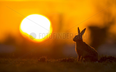 Brown Hare silhouette at sunset in winter - GB