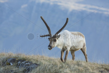 Reindeer (Rangifer tarandus) in tundra  Iceland