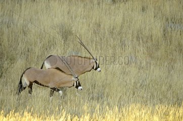 A small group of Oryx (Oryx gazella gazella)  grazing in the dunes of the Kalahari in the late afternoon  Kgalagad Transfrontier Park  North Cape  South Africa