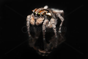Male Peacock Jumping Spider and its reflection - Australia