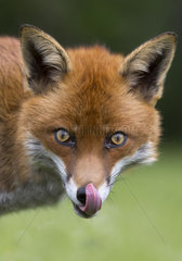 Red fox licking his lips and his nose in summer - GB