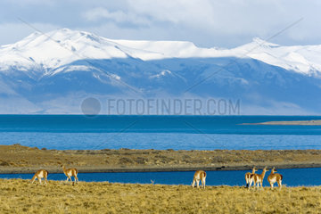 Guanaco (Lama guanicoe) in front of Lago Argentino  patagonia  Argentina