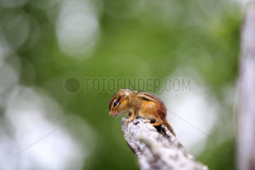 Young Eastern chipmunk on a branch - Minnesota USA