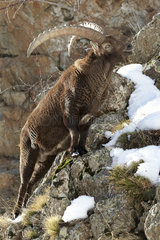Alpine Ibex on cliff - Mercantour Alpes France